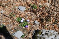 Monte cucuzzo  Aprile 2018 (36)